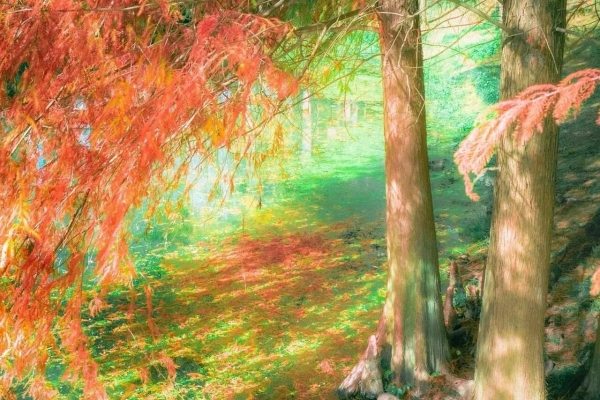 宜昌運河公園的紅杉太美了，仿佛置身油畫世界